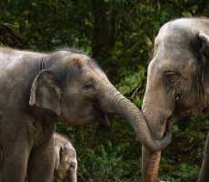Elephants deserve better, too.