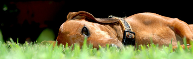 Lazy dog taking a sun bath in the grass