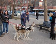 Calgary sled dog vigil