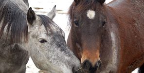 Charges dropped against three men in Alberta wild horse case