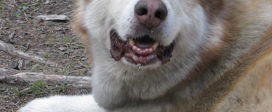 Calgary couple’s dog killed in hunters trap in Kananaskis Country