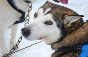 BC toughens animal cruelty legislation after sled dog massacre