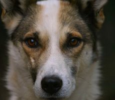 Will you vigil for the sled dogs on April 23rd?