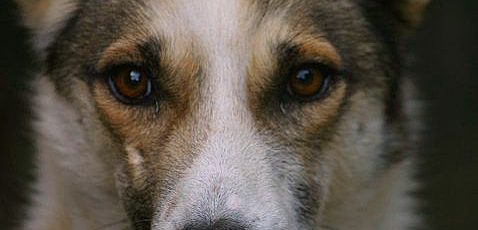 Will you vigil for the sled dogs on April 23rd?