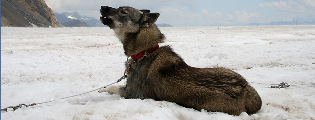 Sled dog memorial walk in Red Deer