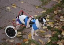 Paralysis doesn’t slow Duke down; <br />all he needs now is a home!
