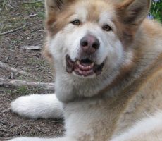 Calgary couple’s dog killed in hunters trap in Kananaskis Country