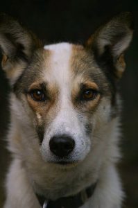 Kyber, a Whistler sled dog