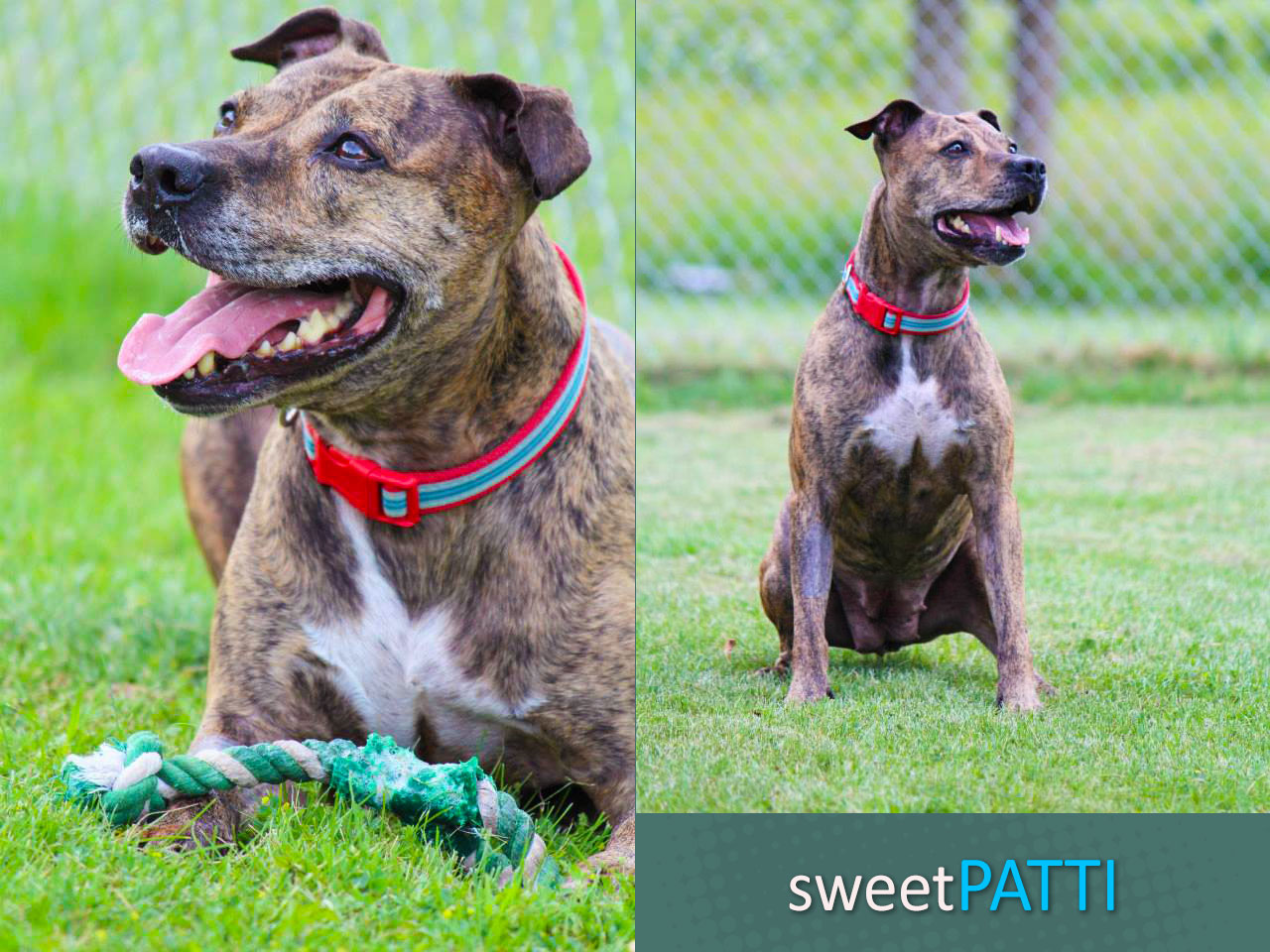 Sweet Patti is still looking for a home